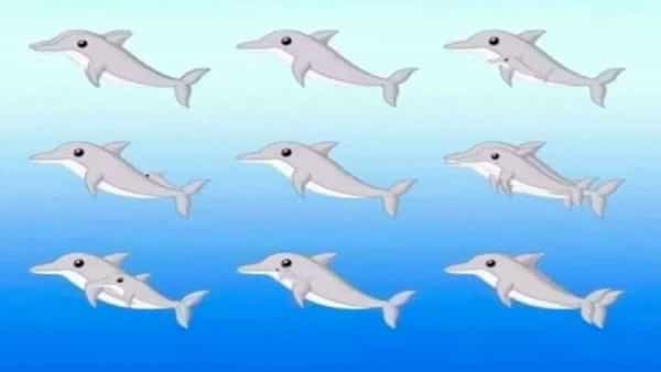 Optical Illusion Test: చూద్దాం! మీ ఐక్యూ లెవల్ ఏ స్థాయిలో ఉందో.. 20 సెకన్లలో ఎన్ని డాల్ఫిన్లు ఉన్నాయో చెప్పారంటే..