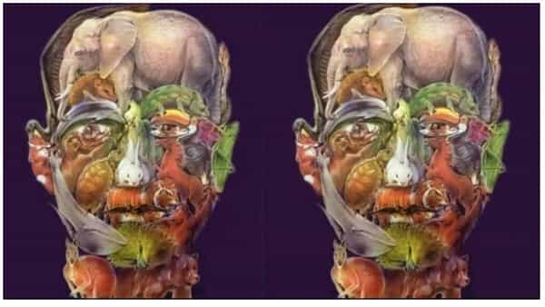 Optical Illusion: ఈ ఫేస్లో దాగున్న జంతువులు, పక్షులను కనిపెడితే మీరు తోపు.. కేవలం 75 సెకన్లలోపు కనుగొంటే..