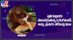 Orangutan: పులి పిల్లలకు పాలుపడుతున్న ఒరెంగుటాన్‌.. స్వచ్ఛమైన అమ్మప్రేమకు నెటిజన్లు ఫిదా..