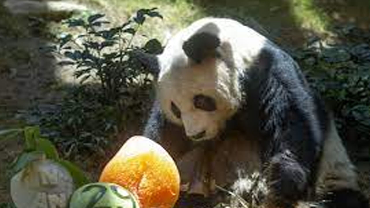 Panda : ప్రపంచంలోనే అత్యధిక కాలం జీవించిన అన్‌ అన్‌ ఇక లేదు.. 35 ఏళ్ల మగ పాండాకు కారుణ్య మరణం..!