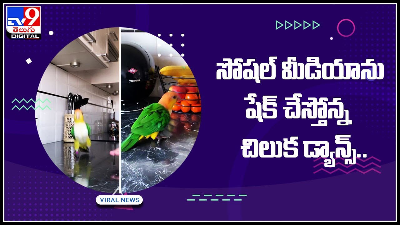 Parrot dance: సోషల్‌ మీడియాను షేక్‌ చేస్తున్న చిలుక డాన్స్‌ అద్భుతం అంటున్న నెటిజన్లు..