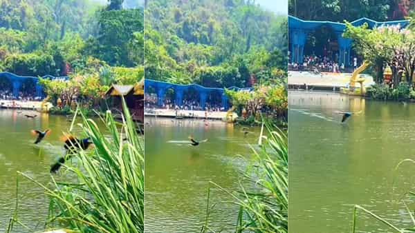 Peacock Video: మీరెన్నాడూ చూడని అద్భుత దృశ్యం.. నెమళ్లకు ఎగిరేపోటీలు.. వీడియో చూస్తే ఫ్లాట్ అవటం ఖాయం!