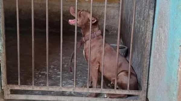 Pit Bull Dog: యజమాని ప్రాణాలు తీసిన పెంపుడు శునకం.. అయినా దత్తత తీసుకుంటామంటున్న జంతు ప్రియులు