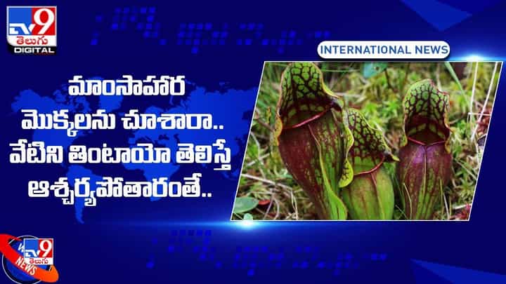మాంసాహార తినే మొక్కలను చూశారా !! వేటిని తింటాయో తెలిస్తే ఆశ్చర్యపోతారంతే !! మాంసాహార తినే మొక్కలను చూశారా !! వేటిని తింటాయో తెలిస్తే ఆశ్చర్యపోతారంతే !!