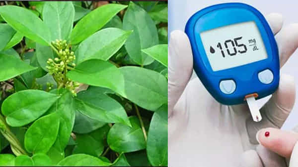 Diabetes Remedy Tips: మధుమేహ బాధితులకు ఈ ఆకు దివ్య ఔషధం.. ఎలా తీసుకోవాలో తెలుసుకోండి..