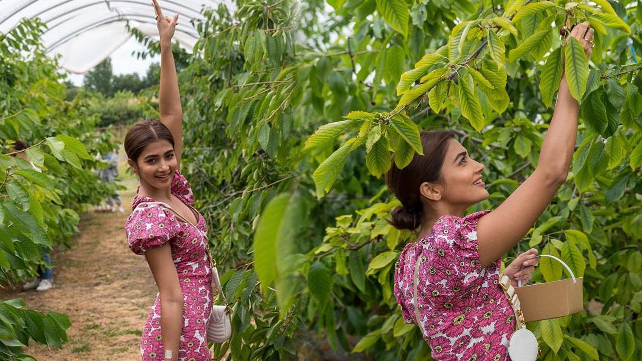 Pooja Hegde: పండ్ల తోటలో బుట్టబొమ్మ సందడి.. సోషల్ మీడియాలో పూజా హెగ్డే ఆసక్తిర పోస్ట్..