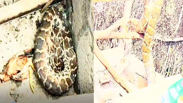 Python Hulchul: కనిగిరిలో భారీ కొండచిలువ కలకలం.. నాలుగు కోళ్లను మింగి కదలలేని స్టేజ్లో ఫైథాన్
