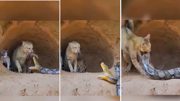 Viral Video: కొండచిలువను ఎదిరించిన పిల్లి.. ఒళ్లు గగుర్పొడిచే వీడియో వైరల్
