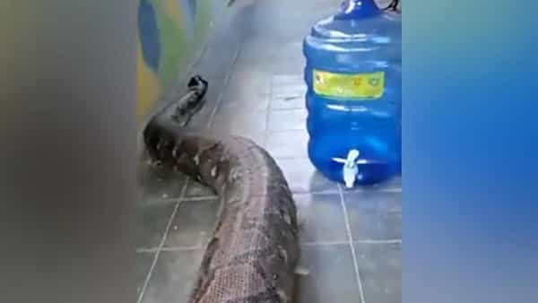 Viral Video: వామ్మో.. ఎంత పెద్ద పామో..! ఇలాంటి పైథాన్ను జీవితంలో చూసుండరు.. షాకింగ్ వీడియో..