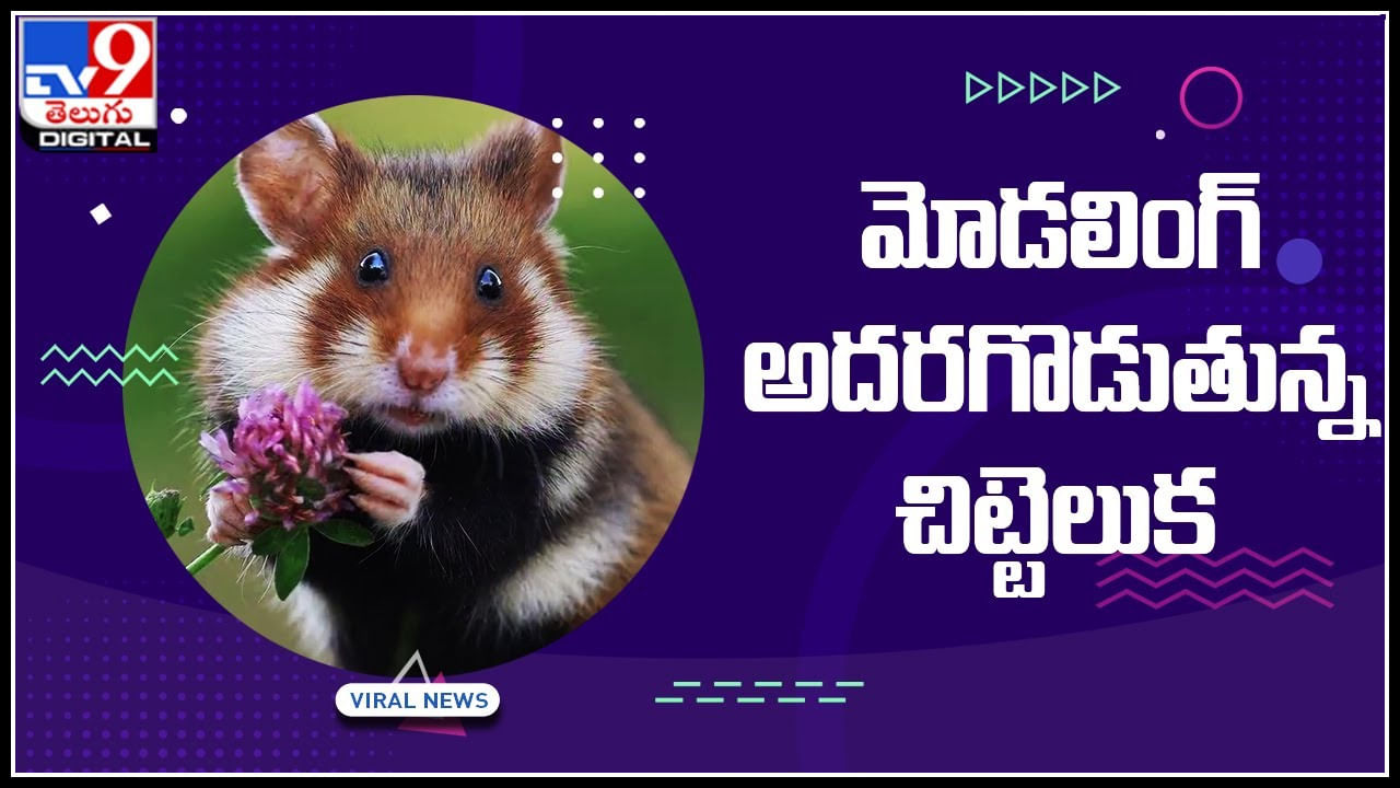 Rat Modeling: మోడలింగ్‌ అదరగొడుతున్న చిట్టెలుక.. పూలు చేత్తో పట్టుకొని ఫోటోలకు ఫోజులు..