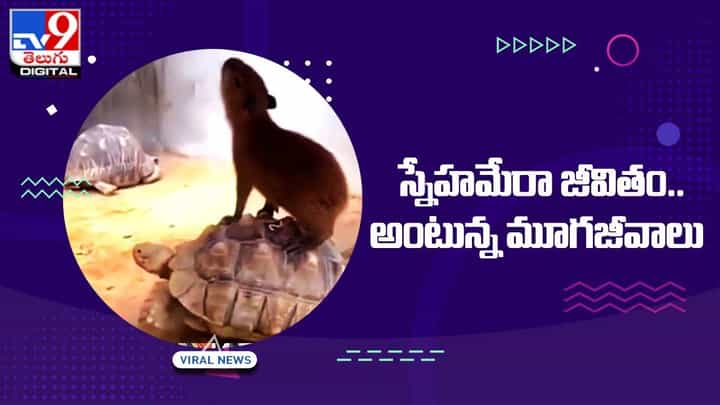తాబేలుపై ఎలుక స్వారీ.. చిన్ని ప్రాణుల స్నేహానికి నెటిజన్లు ఫిదా తాబేలుపై ఎలుక స్వారీ.. చిన్ని ప్రాణుల స్నేహానికి నెటిజన్లు ఫిదా