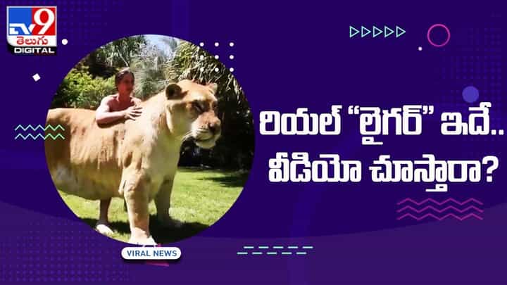 రియల్ లైగర్'' ఎప్పుడైనా చూసారా ?? అయితే ఈ వీడియో తప్పక చూడాల్సిందే రియల్ లైగర్'' ఎప్పుడైనా చూసారా ?? అయితే ఈ వీడియో తప్పక చూడాల్సిందే