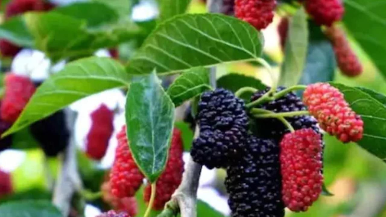 Mulberry Fruit Interesting Facts: ఒక్కసారి ఈ పండు ప్రయోజనాలు తెలిస్తే.. అస్సలు వదలరు..