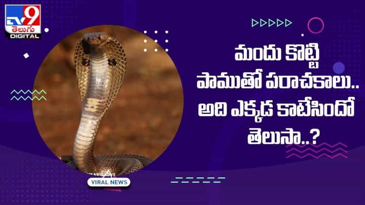 మందు కొట్టి పాముతో పరాచకాలు.. అది ఎక్కడ కాటేసిందో తెలుసా ?? మందు కొట్టి పాముతో పరాచకాలు.. అది ఎక్కడ కాటేసిందో తెలుసా ??