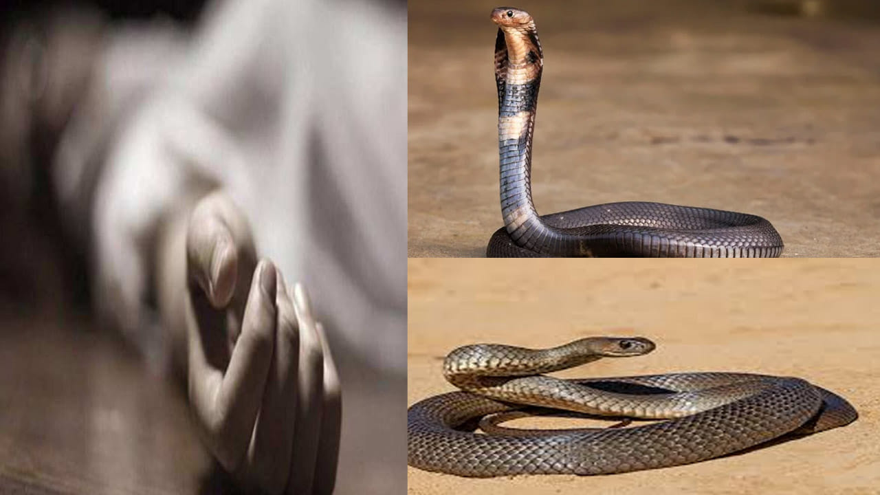 Andhra Pradesh: ఒకే సారి రెండు పాములు ఎటాక్.. కాళ్లు, చేతులపై కాట్లు.. ఆఖరుకు