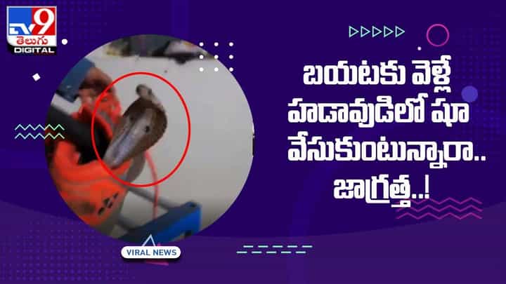 బయటకు వెళ్లే హడావుడిలో షూ వేసుకుంటున్నారా.. అయితే జాగ్రత్త !! బయటకు వెళ్లే హడావుడిలో షూ వేసుకుంటున్నారా.. అయితే జాగ్రత్త !!
