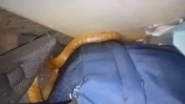 Snake in Train: రన్నింగ్ ట్రైన్లో కనిపించిన అనుకోని అతిథి.. ఒక్కసారిగా పరుగులు తీసిన ప్రయాణీకులు