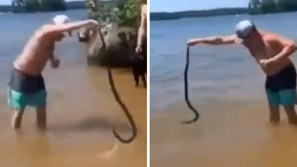 Viral Video: తన మానాన తాను ఈదుతూ వెళ్తున్న పాముతో ఎకశకాలు.. చివర్లో ఊహించని ట్విస్ట్
