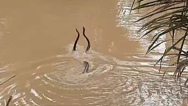 Konaseema: వరద నీటిలో తాచుపాము, జెర్రిగొడ్డు సయ్యాట.. వీడియో చూస్తే మీరు పక్కాగా షాక్ అవుతారు