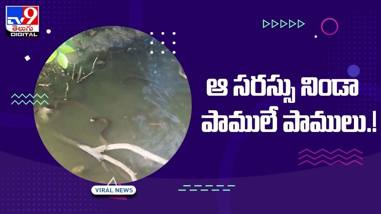 Viral Video: పాముల సరస్సు మీరు ఎప్పుడైనా చూసారా ?? ధైర్యం ఉంటేనే ఓ లుక్ వేయండి