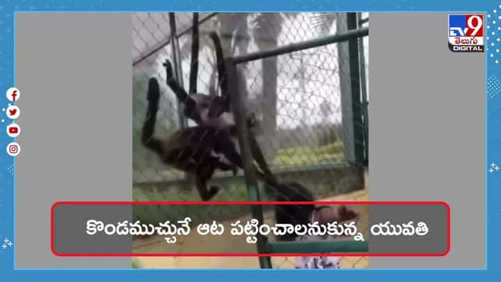 Viral Video: కొండముచ్చుతో పెట్టుకుంటే ఇలాగే ఉంటుంది Viral Video: కొండముచ్చుతో పెట్టుకుంటే ఇలాగే ఉంటుంది