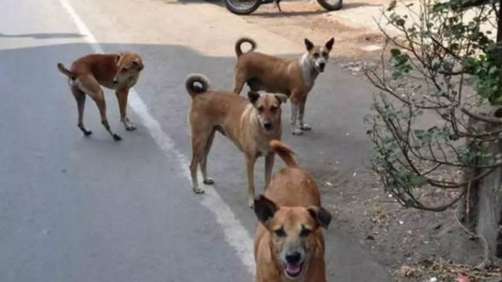 Street Dogs In Nizamabad