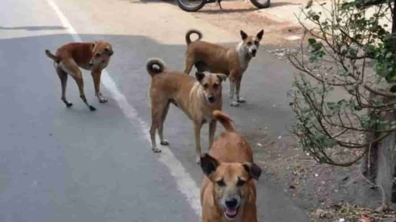 Telangana: వణిస్తున్న వీధి కుక్కలు.. నడివీధుల్లో తిరుగుతూ.. దొరికిన వాళ్లను దొరినట్లు