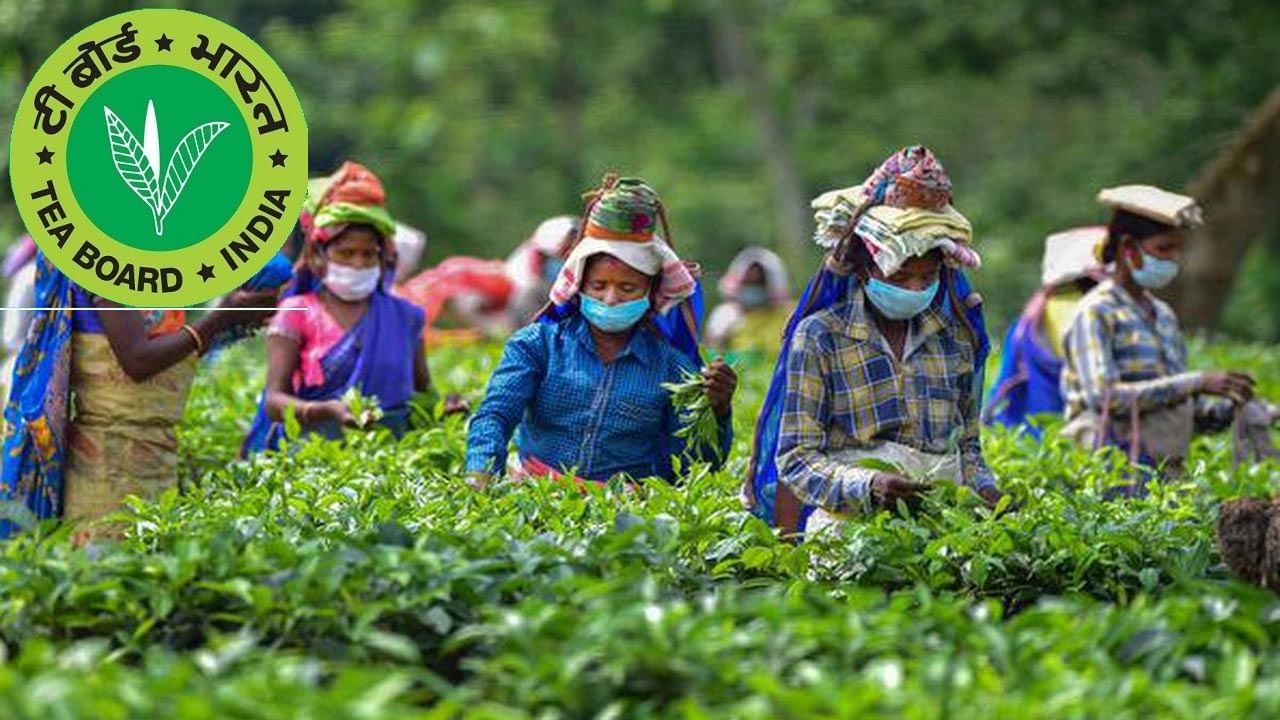 Tea Board Jobs 2022: బీటెక్‌ నిరుద్యోగులకు అలర్ట్‌! టీ బోర్డు ఆఫ్‌ ఇండియాలో ఉద్యోగాలు.. పూర్తి వివరాలివే..