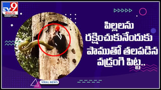 Lizard in chicken salad: చికెన్ సలాడ్‌ తింటున్నారా..? జాగ్రత్త అది బల్లి సలాడ్‌ కావచ్చు..!