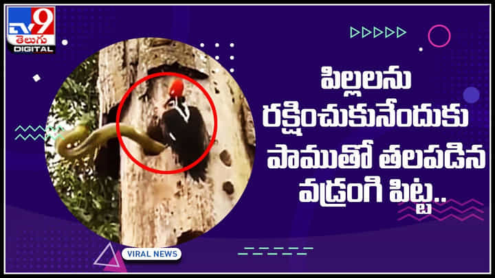Bird fight with snake: పిల్లలను రక్షించుకునేందుకు పాముతో తలపడ్డ వడ్రంగి పిట్ట.. చివరికేమైందంటే..? Bird fight with snake: పిల్లలను రక్షించుకునేందుకు పాముతో తలపడ్డ వడ్రంగి పిట్ట.. చివరికేమైందంటే..?