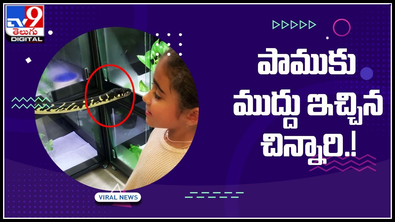 Girl Kiss Snake: పాముకు ముద్దు ఇచ్చిన చిన్నారి.! ఎంటమ్మయి ని దైర్యం.. ట్రేండింగ్ వీడియో..