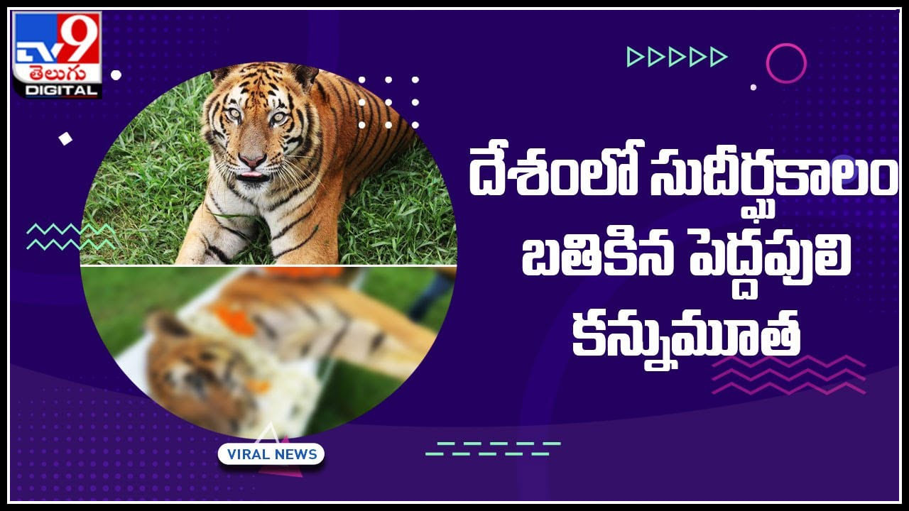 Tiger:  దేశంలో సుదీర్ఘకాలం బతికిన పెద్దపులి కన్నుమూత.. 2008లో ముసలితో మినీ యుద్ధమే గెలిచింది..