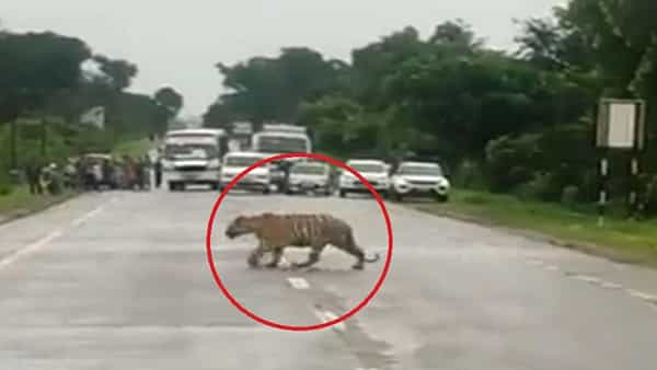 Viral Video: నేను ఎంటర్ అయితే అట్లుంటది మరి.. నడి రోడ్డుపై దిమ్మతిరిగే షాకిచ్చిన పులి..