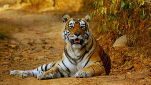 Tiger: రక్తం రుచి మరిగిన పులి.. మహారాష్ట్ర-తెలంగాణ సరిహద్దులో సంచారం.. వణికిపోతున్న జనం 