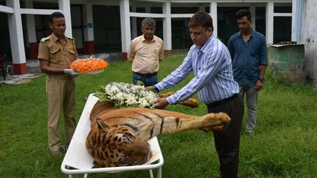 Tiger Raja: రాజా ఇక లేడు..! దేశంలో దీర్ఘాయుష్షుతో బతికిన పెద్దపులి కన్నుమూత