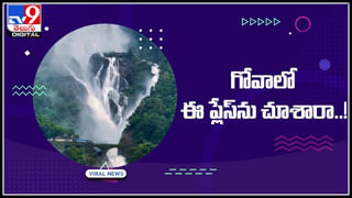 Viral Video: పురివిప్పి నాట్యం చేస్తున్న నెమళ్లు.. మయూరాల సొగసులకు నెటిజన్లు ఫిదా