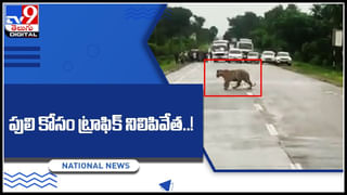 Cats fight: నడిరోడ్డుపై పిల్లుల ముష్టి యుద్ధం.. మధ్యలో దూరిన కాకి ఏం చేసిందో చూస్తే నవ్వులే..