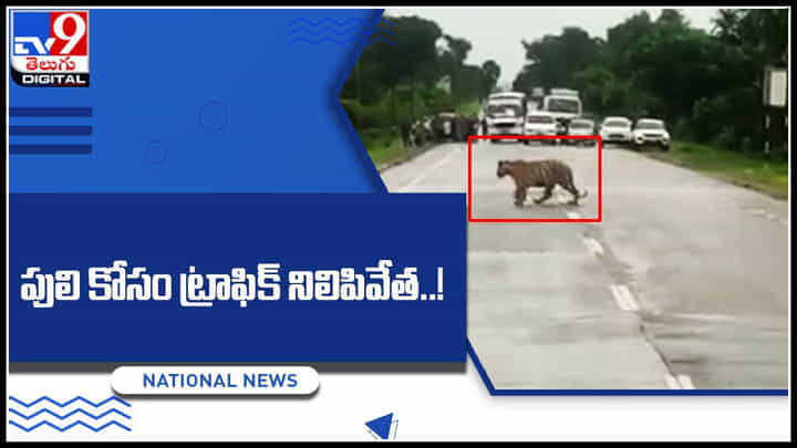 Tiger Viral Video: గౌరవనీయులైన పులి గారి రాకతో నిలిపివేసిన ట్రాఫిక్..! అరుదైన వైరల్ వీడియో మీకోసం.. Tiger Viral Video: గౌరవనీయులైన పులి గారి రాకతో నిలిపివేసిన ట్రాఫిక్..! అరుదైన వైరల్ వీడియో మీకోసం..