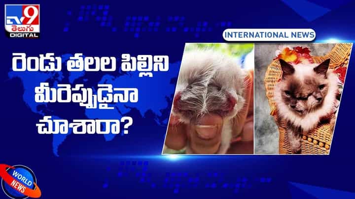 Viral: రెండు తలల పిల్లిని మీరెప్పుడైనా చూశారా ?? Viral: రెండు తలల పిల్లిని మీరెప్పుడైనా చూశారా ??