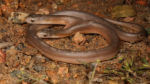 Two-Headed Snake: గతంలో ఎప్పుడూ చూడని అత్యంత అరుదైన రెండు తలల పాము.. పక్షి గుడ్లను మాత్రమే తింటుంది..!