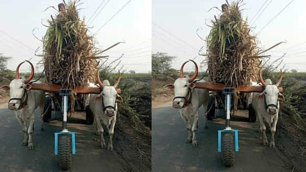 Viral Photo: ఎడ్లపై భారం పడకుండా వినూత్న ఐడియా.. ఈ రైతన్నకు మీరు సెల్యూట్ చేయకుండా ఉండగలరా..?