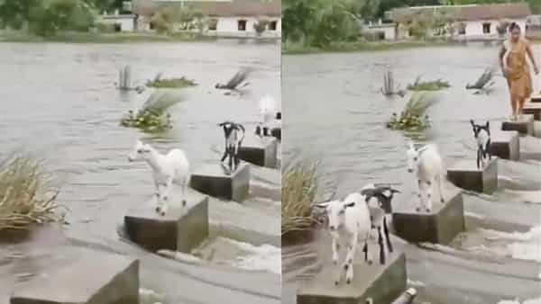 Viral Video: ఒకరు ముందుకెళ్లాలంటే ఈ మేకలను చూసి నేర్చుకోమంటున్న అధికారి.. ఇది కలియుగం సాధ్యంకాదంటున్న నెటిజన్లు