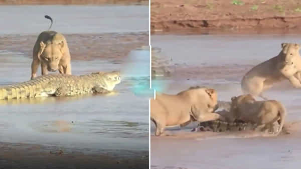Viral Video: సింగిల్గా ఉన్న ముసలిని చుట్టుముట్టిన సింహాల గుంపు.. కానీ ఇంతలో..