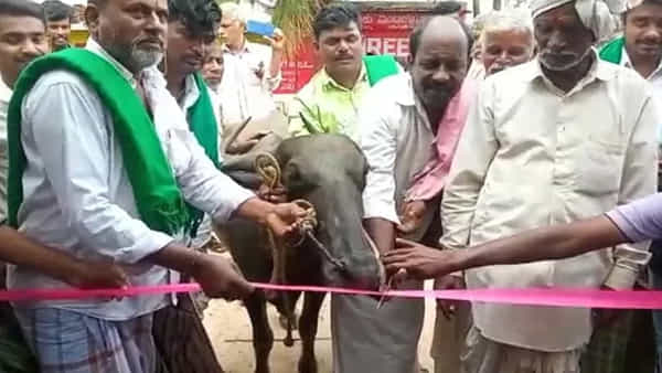 Viral Video: లీడర్స్ నిర్లక్ష్యం.. బస్ షెల్టర్ కోసం ముఖ్య అతిథిగా గేదె.. వీడియో వైరల్. దిగి వచ్చిన ప్రజాప్రతినిధులు