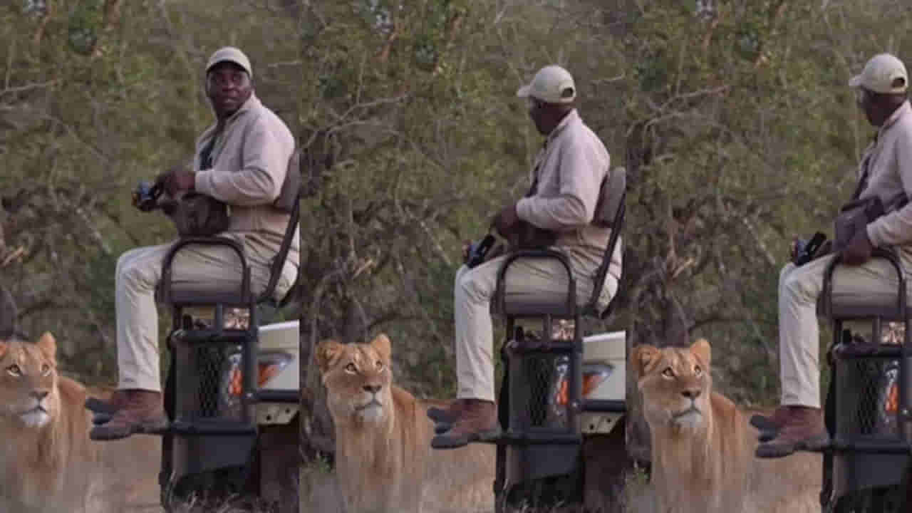 Viral video: కళ్ళముందు సింహం.. కదిలితే ఇక అంతే.. అతను ఏంచేశాడంటే..