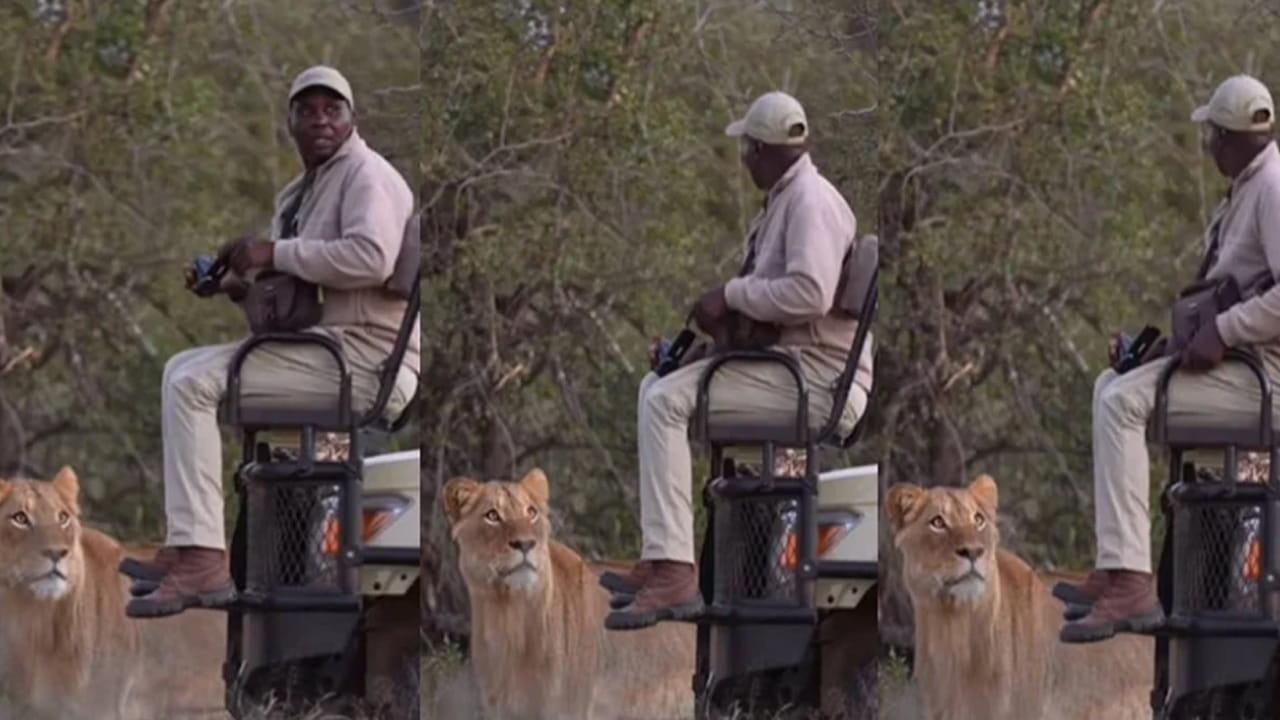 Viral video: కళ్ళముందు సింహం.. కదిలితే ఇక అంతే.. అతను ఏంచేశాడంటే..