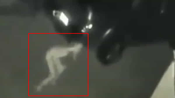 Viral Video: ఇదేం వింత జీవి.. దాని ఆకారం చూసి దడుచుకుంటున్న జనాలు.. మీరేమంటారు..?