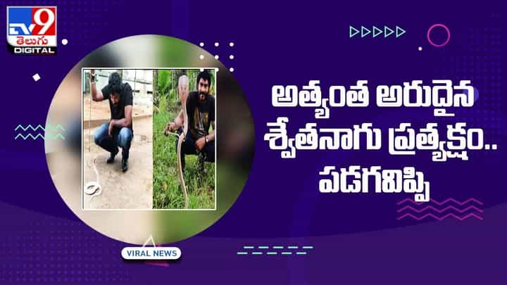 కర్నాటకలో అత్యంత అరుదైన శ్వేతనాగు ప్రత్యక్షం… మీరెప్పుడైనా చూశారా ?? కర్నాటకలో అత్యంత అరుదైన శ్వేతనాగు ప్రత్యక్షం… మీరెప్పుడైనా చూశారా ??