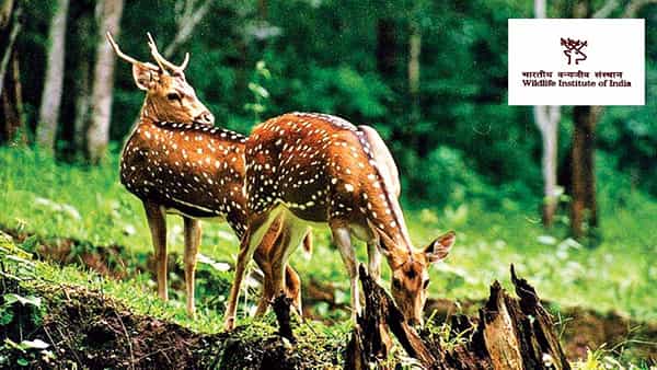 WII Recruitment 2022: డిగ్రీ అర్హతతో వైల్డ్లైఫ్ ఇన్స్టిట్యూట్ ఆఫ్ ఇండియాలో ఉద్యోగాలు..నేరుగా ఇంటర్వ్యూ..