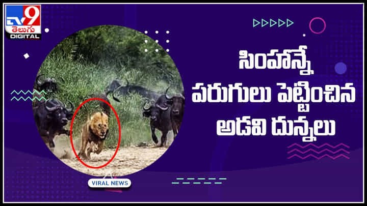 Wild plow-lion: సింహాన్నే పరుగులు పెట్టించిన అడవి దున్నలు.. బ్రతుకు జీవుడా అంటూ సింహం పరుగో పరుగు.. Wild plow-lion: సింహాన్నే పరుగులు పెట్టించిన అడవి దున్నలు.. బ్రతుకు జీవుడా అంటూ సింహం పరుగో పరుగు..